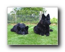 Davkalee Bonny Black Lass